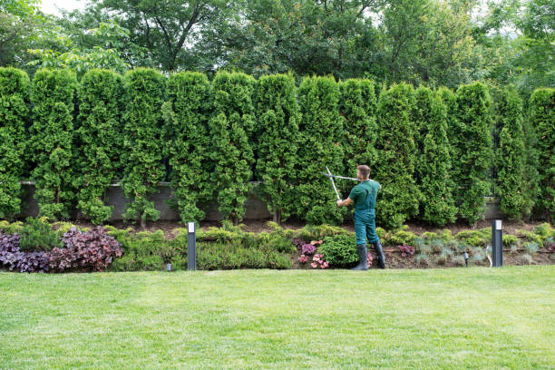 Best Palm Tree Trimming  in Charlottesville, VA