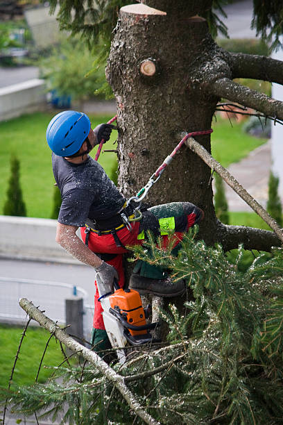 Why Choose Our Tree Removal Services in Charlottesville, VA?