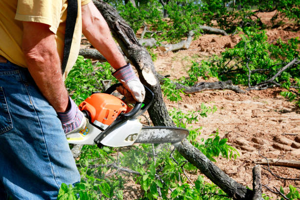 Trusted Charlottesville, VA  Tree Services Experts